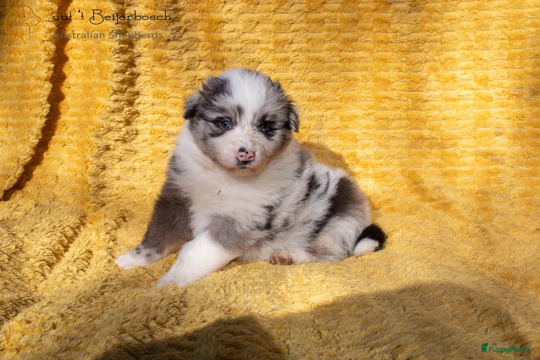 Australian Shepherd honden te koop: Raszuivere Australian shepherd pups te koop - Advertentie 9