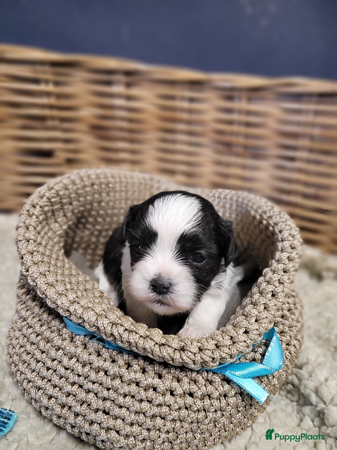 Malshi honden te koop: shih tsu boomer puppies - Advertentie 11