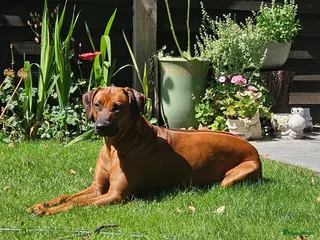 Rhodesian Ridgeback honden Rhodesian Ridgeback pups verwacht kennel Majaliwa - Advertentie 1