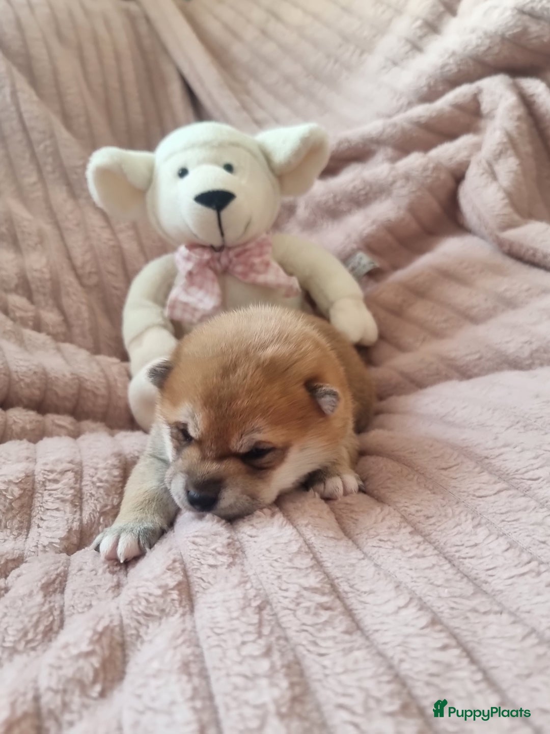 Shiba honden te koop: Shiba inu pups met f.c.i stamboom  - Advertentie 6