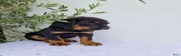 Kruising honden te koop: Labrador x berner sennen / boulab - Advertentie 5