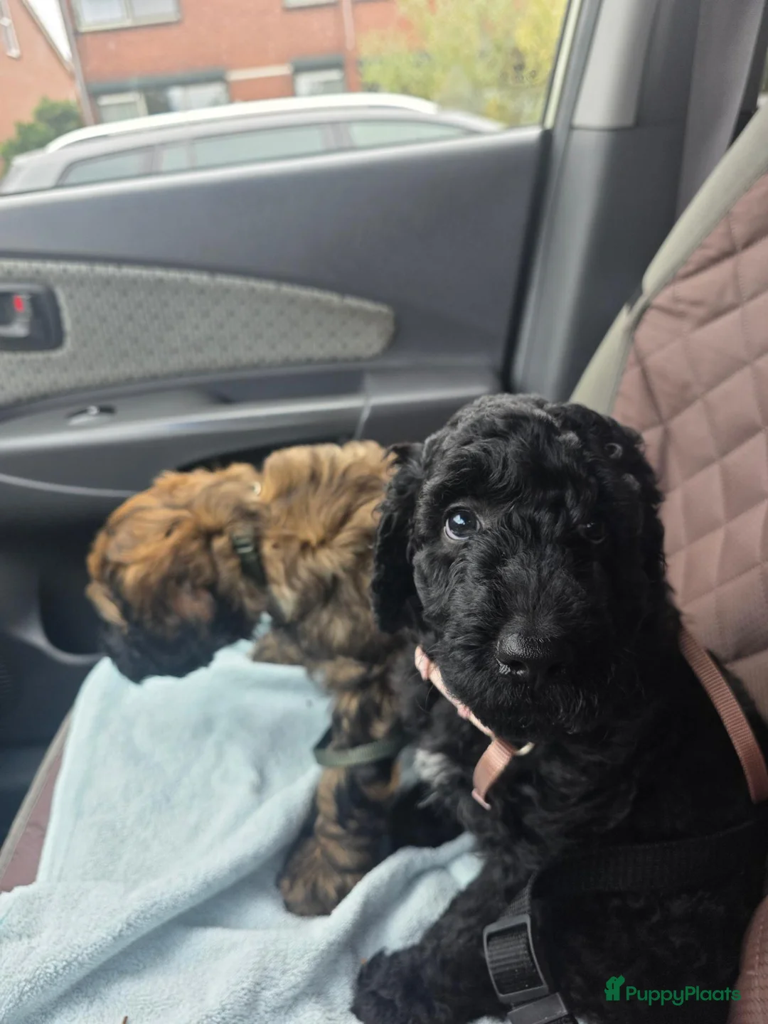 Labradoodle honden te koop: Labradoodle pups - Advertentie 2