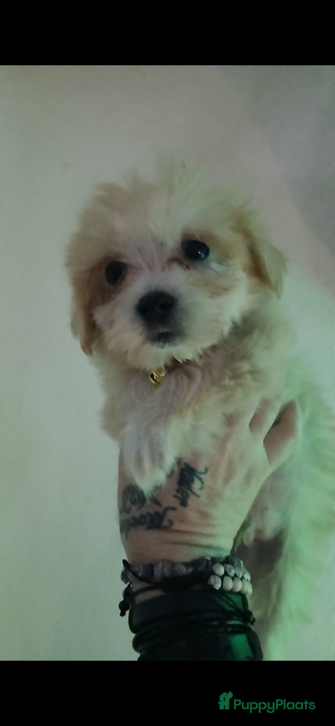 Boomer honden te koop: Prachtige boomer pups .mogen nestje verlaten!! - Afbeelding 1