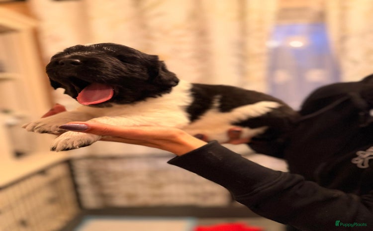 Newfoundlander honden - Advertentie 4