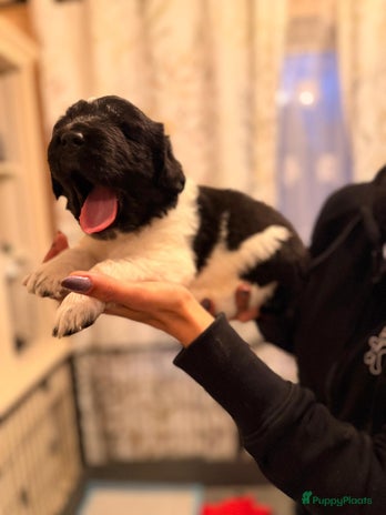 Newfoundlander honden - Advertentie 1