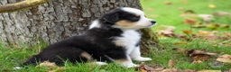 Australian Shepherd honden te koop: Miniature American Shepherd / Mini Aussie  - Advertentie 6