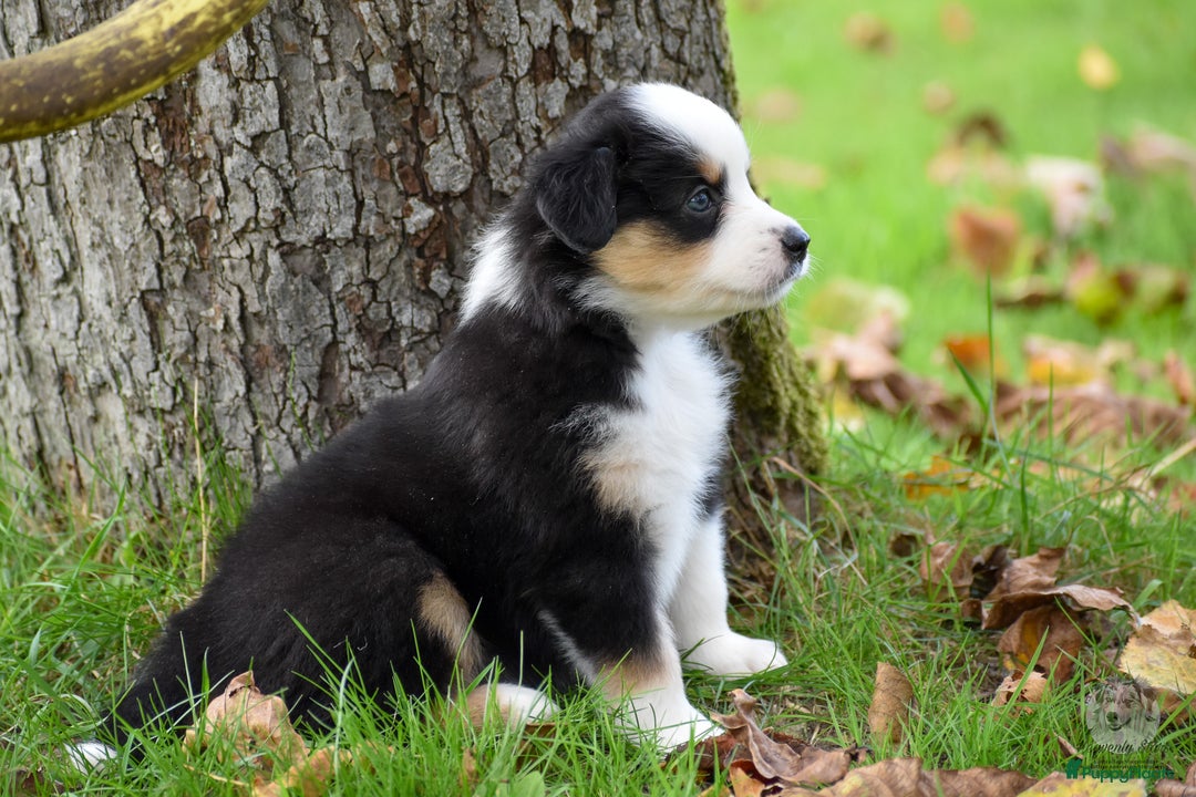 Australian Shepherd honden te koop: Miniature American Shepherd / Mini Aussie  - Advertentie 6