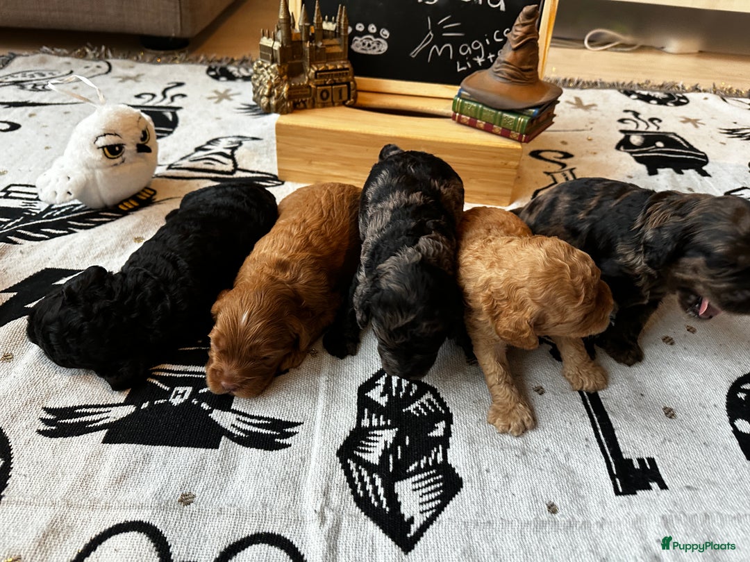 Galerij afbeelding {{count}}