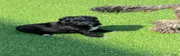 Aussiedoodle honden te koop: Australian doodle miniatuur - Advertentie 5