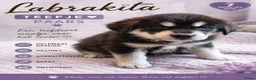 Kruising honden te koop: Labrakita pups - Advertentie 22