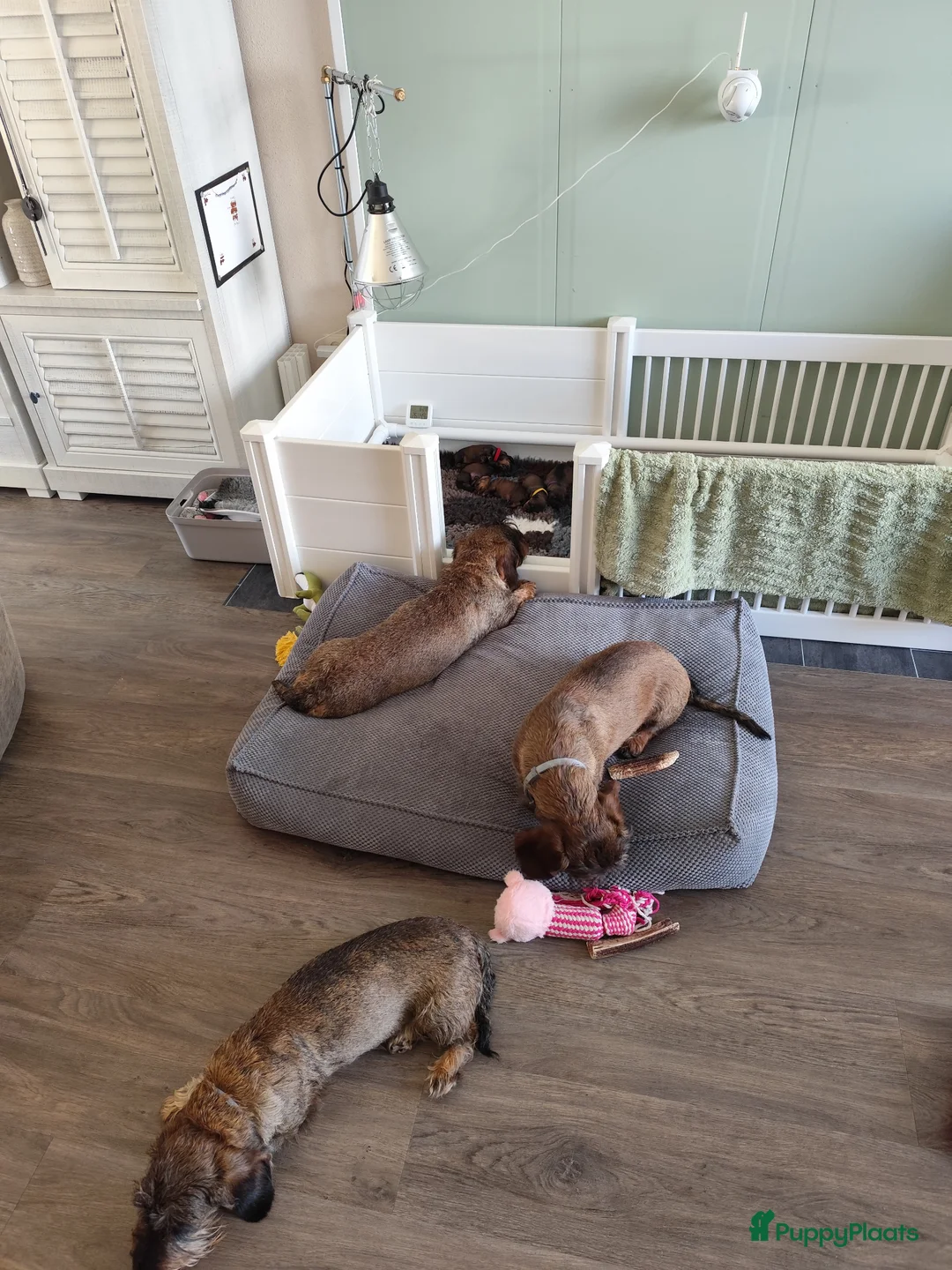 Ruwhaar Teckel honden te koop: Prachtige lieve ruwharige standaard teckel pups - Advertentie 2