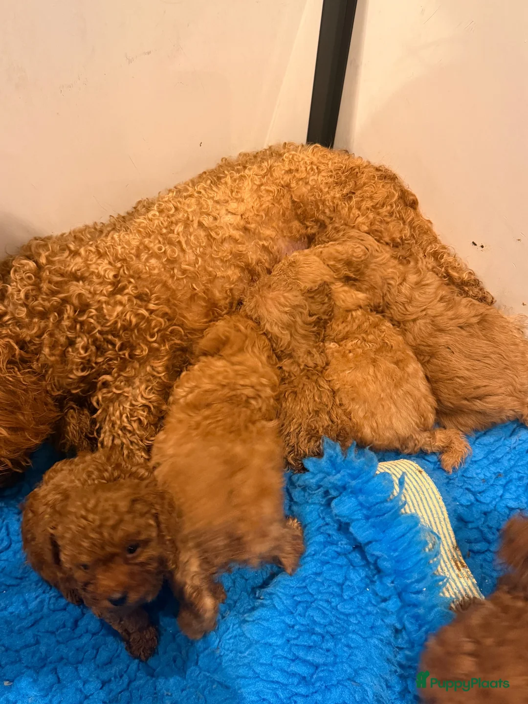 Maltipoo honden te koop: Maltipoo X Toy Poedel - Advertentie 10