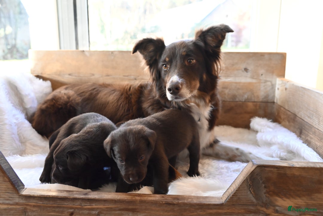 Kruising honden te koop: Super mooie bruine Labrador pups - Advertentie 8