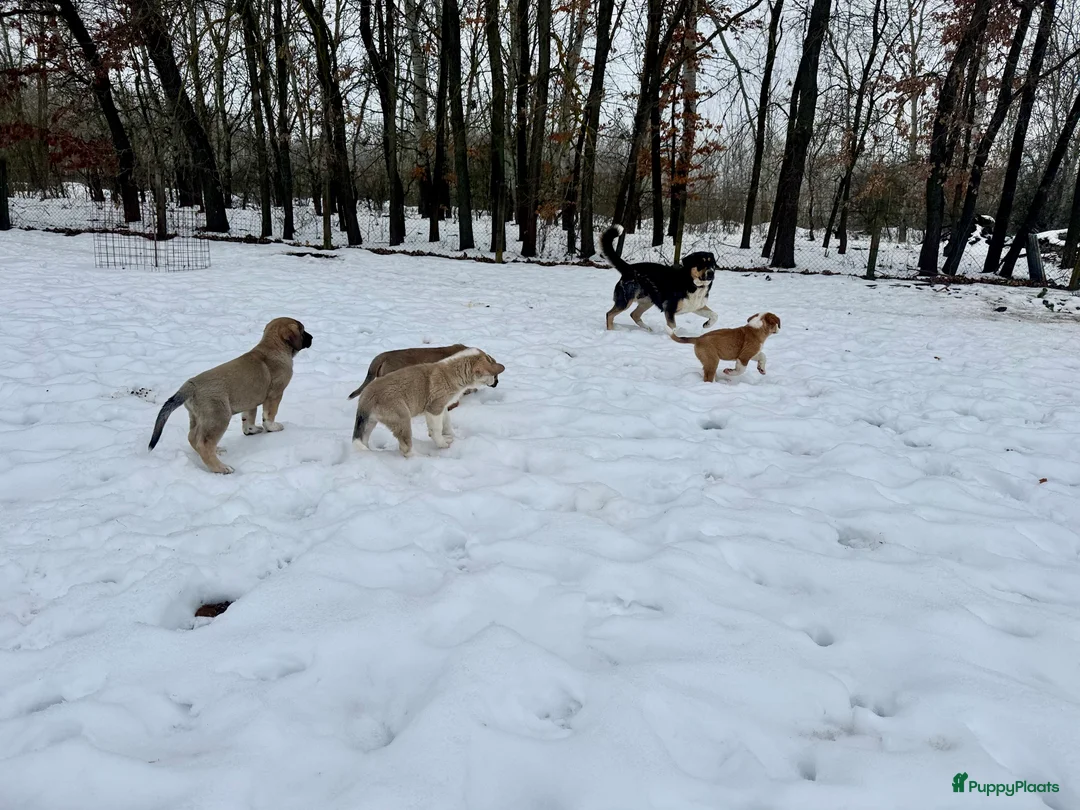 Alabai honden te koop: Prachtige Alabai - Central Asian Ovcharka teef  - Advertentie 10