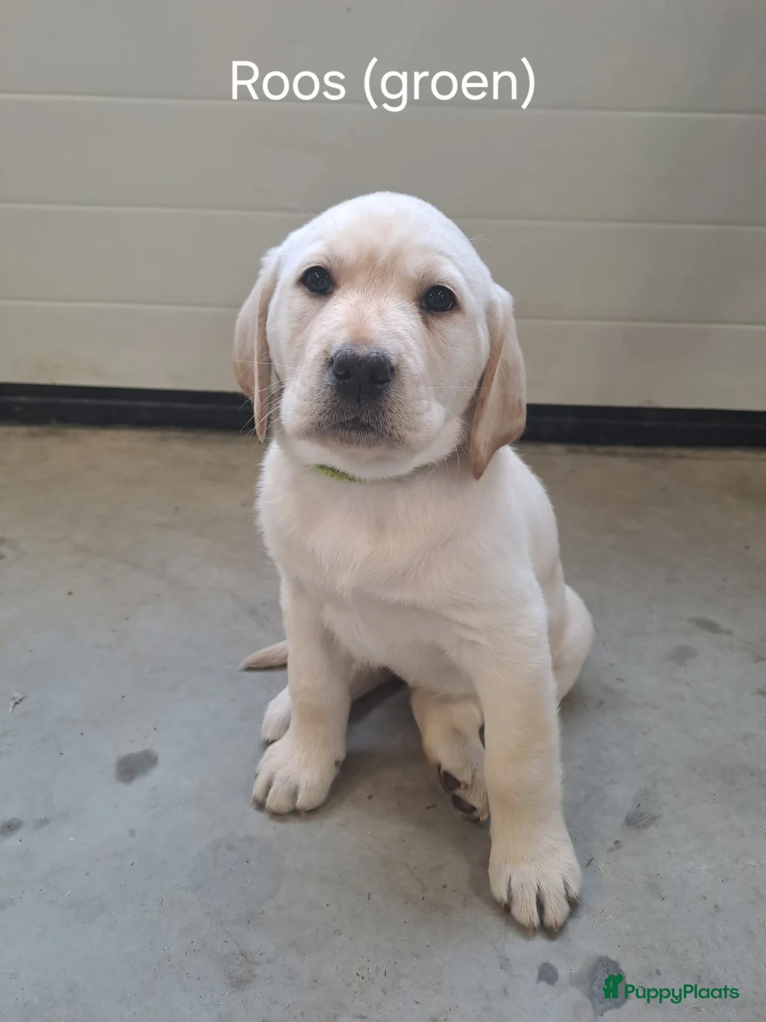 Labrador Retriever honden te koop: Nog 1 teefje beschikbaar - Advertentie 1