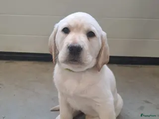 Labrador Retriever honden Nog 1 teefje beschikbaar - Advertentie 9