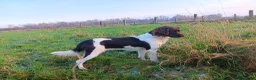 Heidewachtel honden te koop: Kleine Münsterlander reu met stamboom  - Advertentie 5