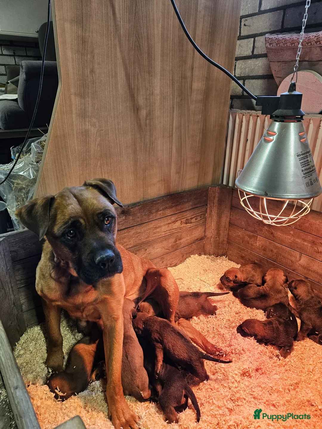 Kruising honden te koop: Mooie lieve pups kruising x Rhodesian Ridgeback in Kesteren - Advertentie 14