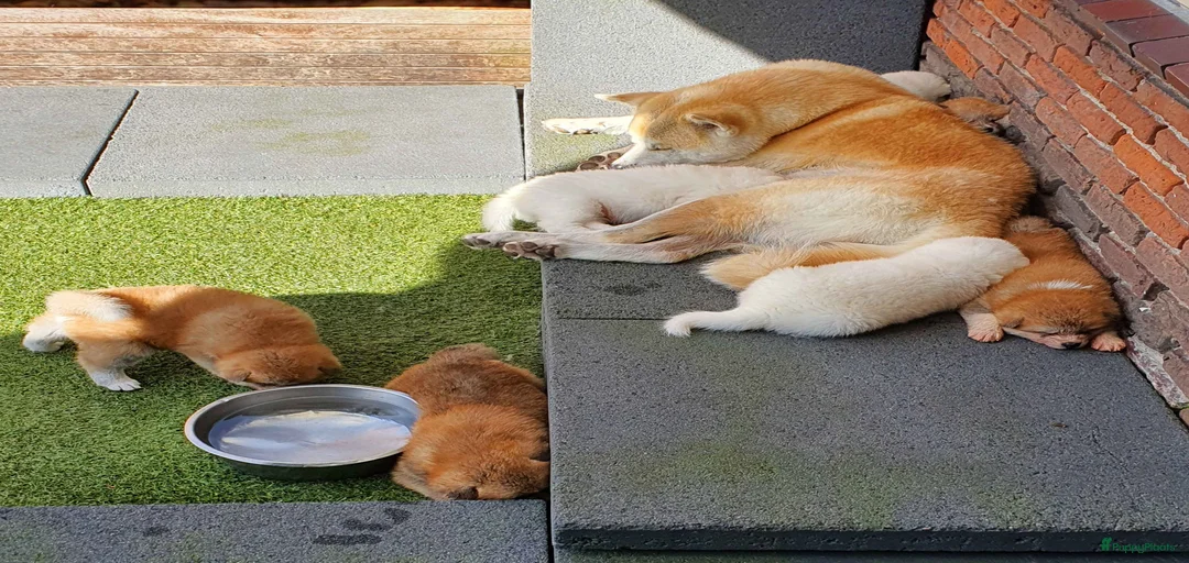 Galerij afbeelding {{count}}