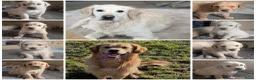 Golden Retriever honden te koop: Mooie Golden Retriever pups | Raszuiver | 4 weken - Advertentie 1