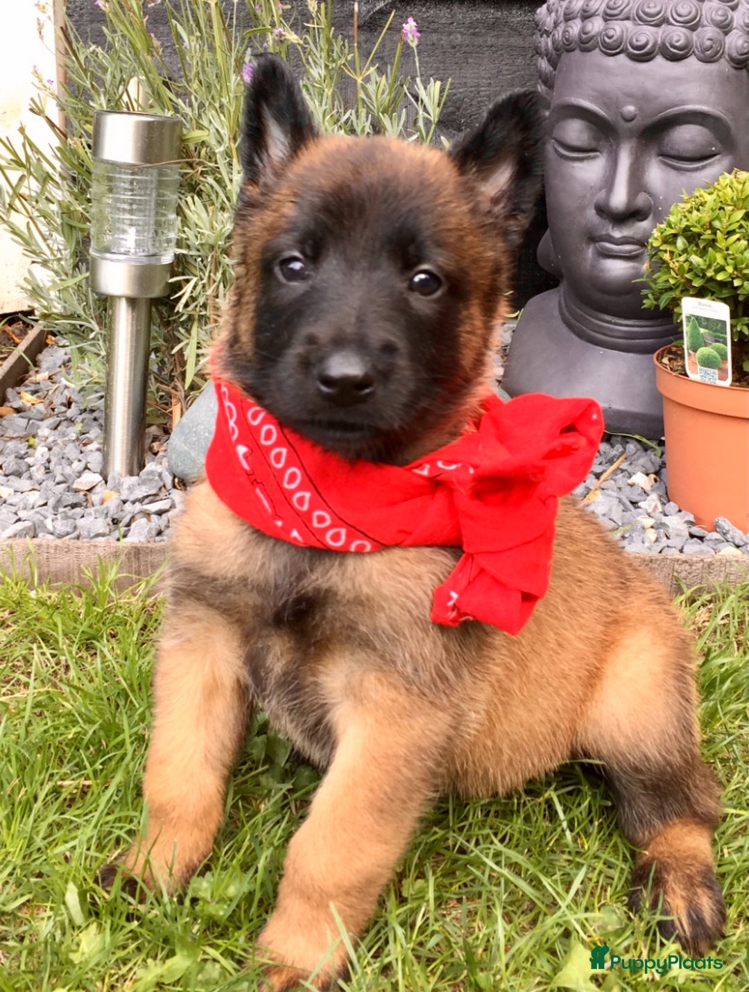 Mechelse Herder honden te koop: Mechelse herder pups met stamboom F.C.I - Advertentie 27