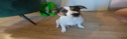 Jack Russel Terriër honden te koop: Super lieve en mooie pups te koop  in Waardenburg - Advertentie 2