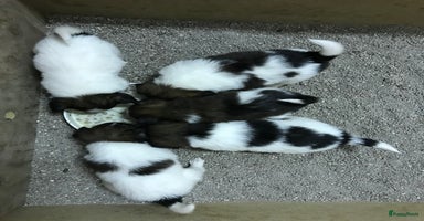 Vlinderhondje honden - Advertentie 6