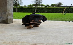 Teckel (langhaar) honden te koop: Mini - langharige dwergteckel pup met stamboom in Lienden - Afbeelding 6