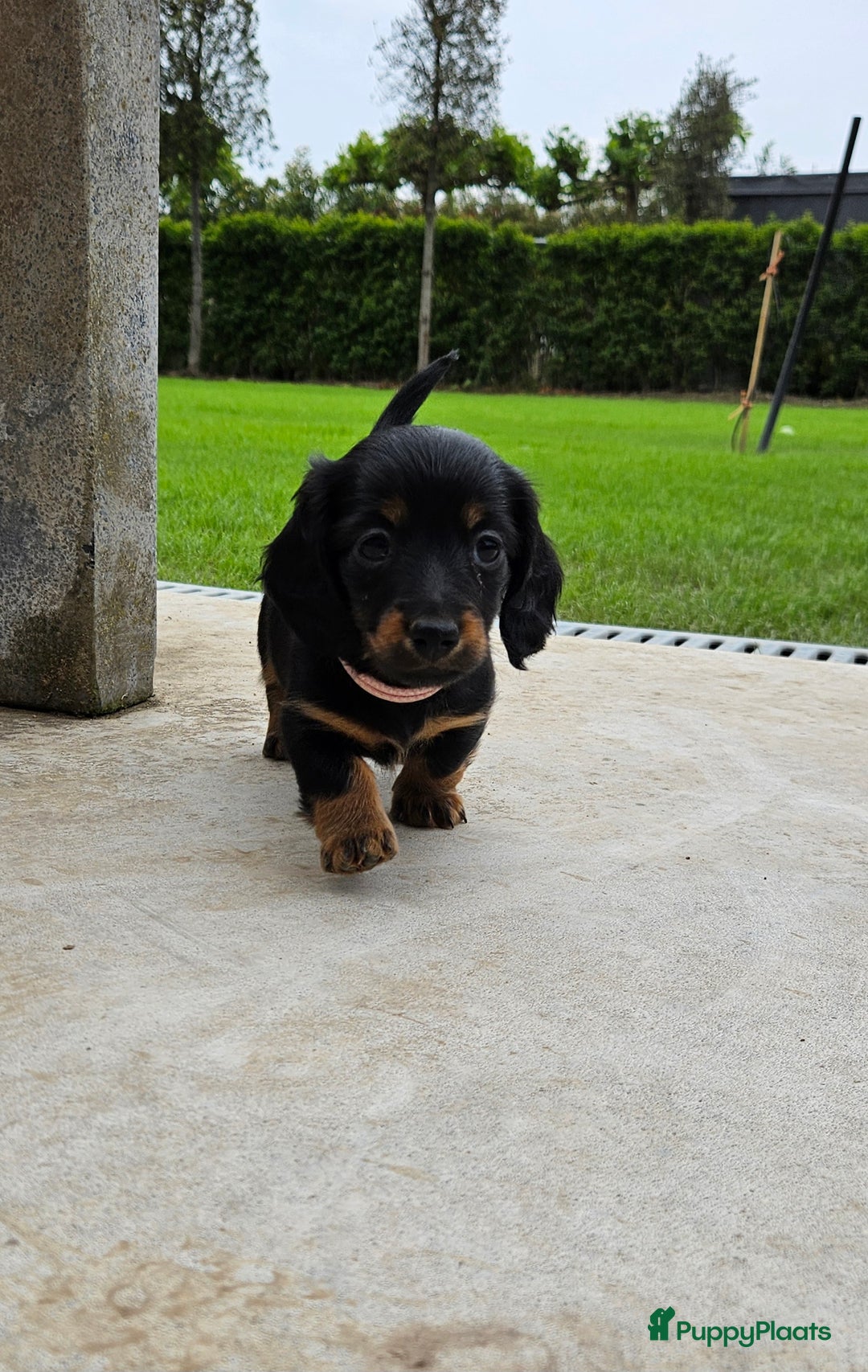 Teckel (langhaar) honden te koop: Mini - langharige dwergteckel pup met stamboom in Lienden - Afbeelding 6
