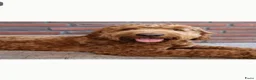 Kruising honden te koop: Verwacht Cockapoo x Australian labradoodle - Advertentie 10
