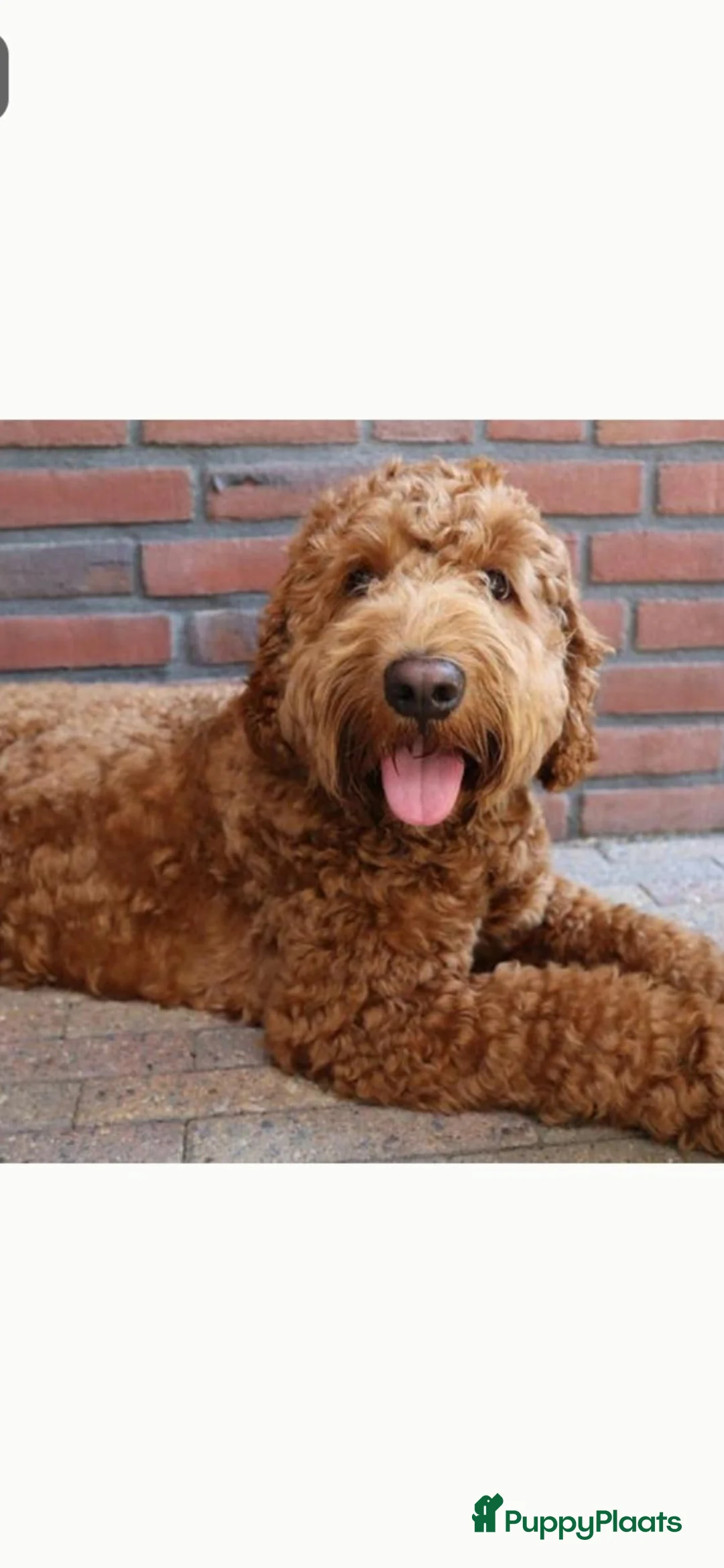 Kruising honden te koop: Verwacht Cockapoo x Australian labradoodle - Advertentie 10