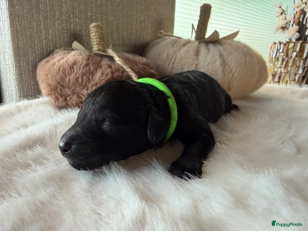 Kruising honden te koop: Labradoodle pups - Advertentie 12