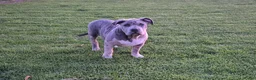 Amerikaanse Bully honden te koop: American bully xl pup - Advertentie 2