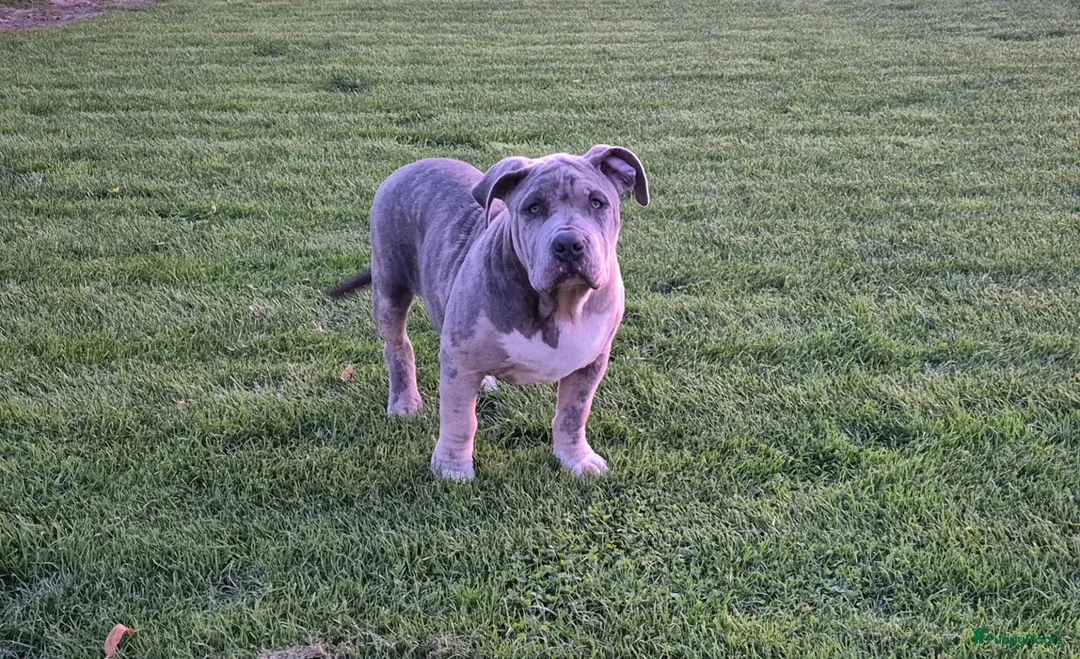 Amerikaanse Bully honden te koop: American bully xl pup - Advertentie 2