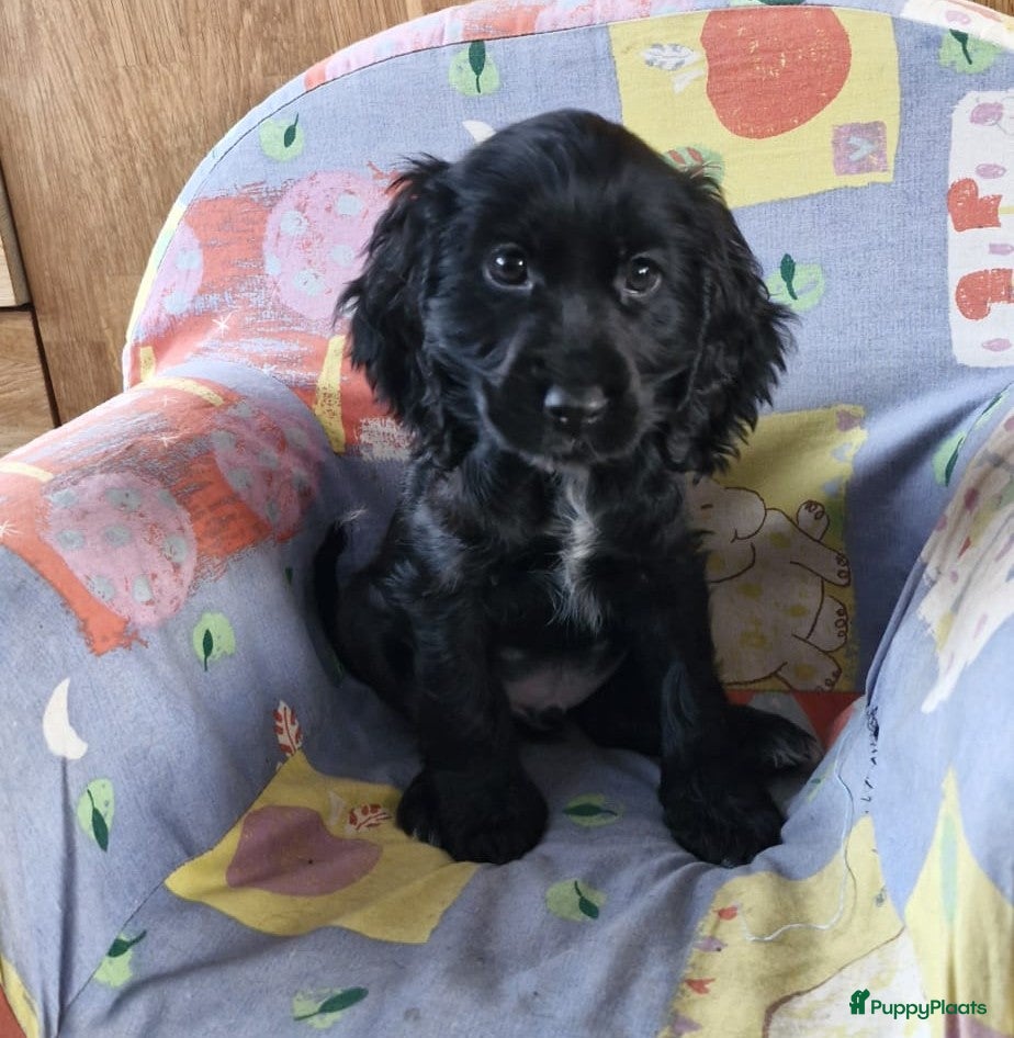 Engelse Cocker Spaniel honden Cocker Spaniel pup - Advertentie 1
