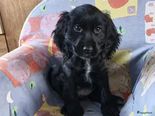 Engelse Cocker Spaniel honden Cocker Spaniel pup - Advertentie 2