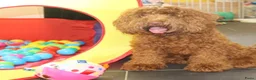 Kruising honden te koop: MINI Australian labradoodle pups - Advertentie 11