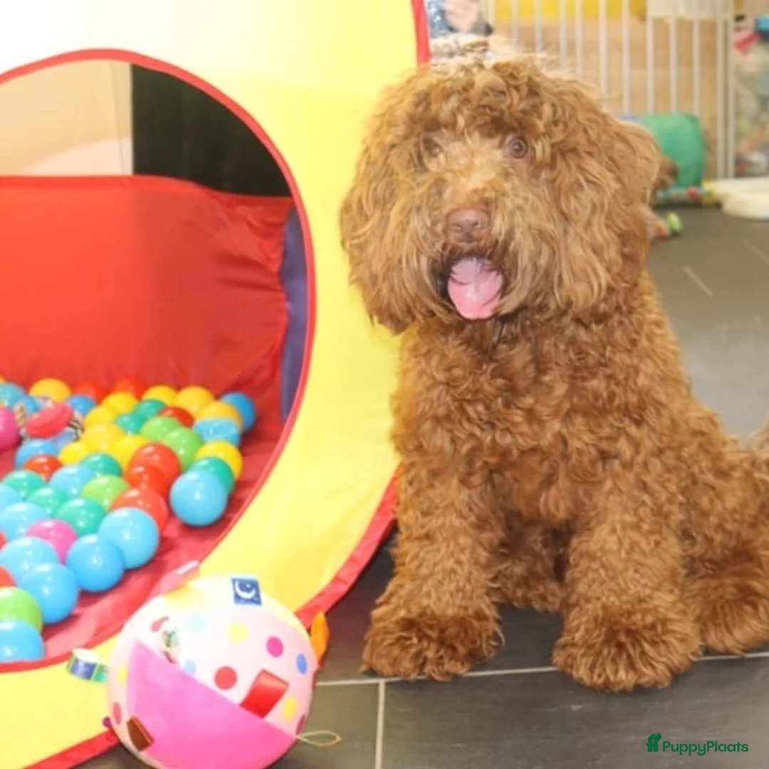 Kruising honden te koop: MINI Australian labradoodle pups - Advertentie 11