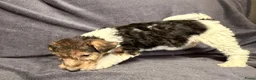 Fox Terriër Draadhaar honden te koop: Fox terriër Draadhaar pups te koop - Advertentie 6
