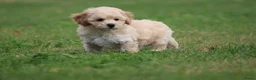 Maltipoo honden te koop: Leuke Maltipoo pups - Advertentie 10