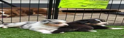 Australian Shepherd honden te koop: Prachtige Australian Shepherd puppy's geboren! - Advertentie 20