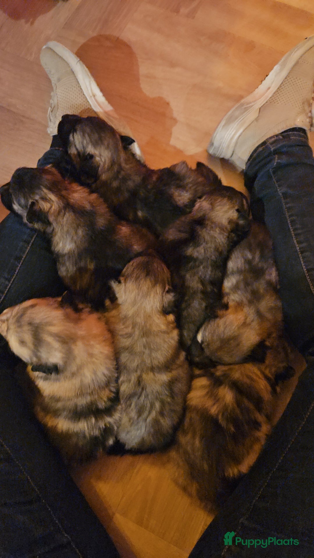 Kruising honden te koop: knappe keeshond x border collie puppy's te koop - Advertentie 10