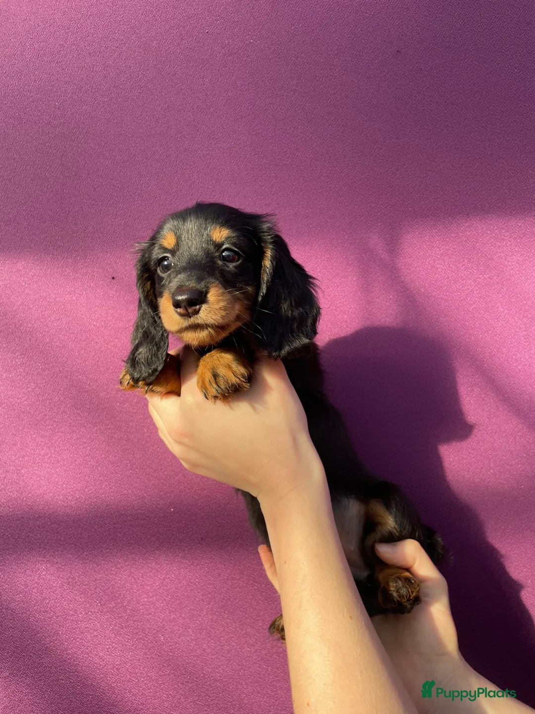 Teckel (langhaar) honden te koop: Leuke standaard langharige teckelpups - Advertentie 3