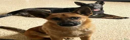Mechelse Herder honden te koop: Mechelse Herders.Reu en Teef .. 3 jaar - Advertentie 2