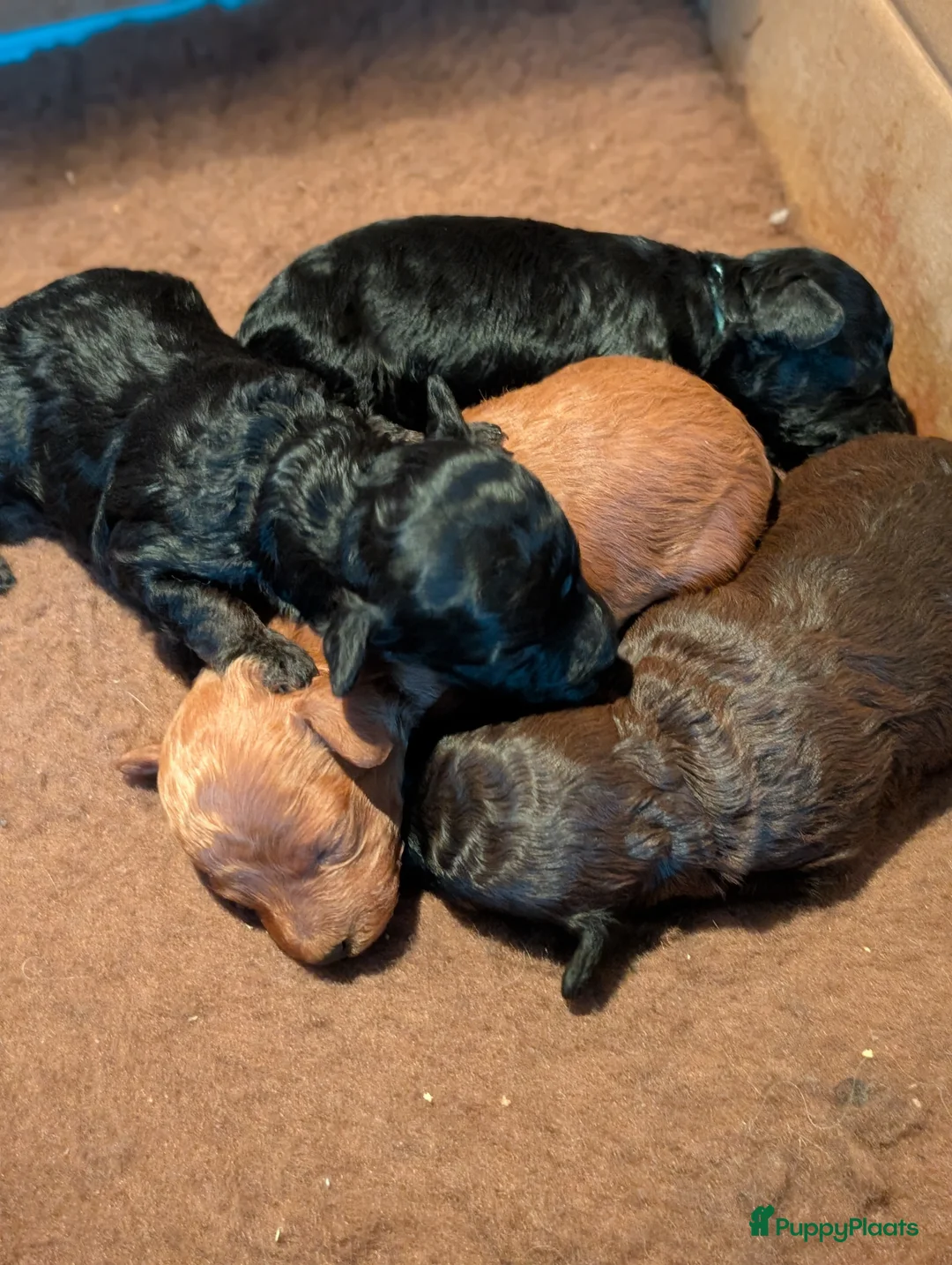 Poedel Toy honden te koop: Toypoedel puppies  - Advertentie 11