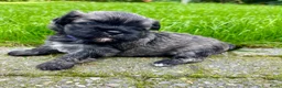 Boomer honden te koop: Boomerpups - Advertentie 6