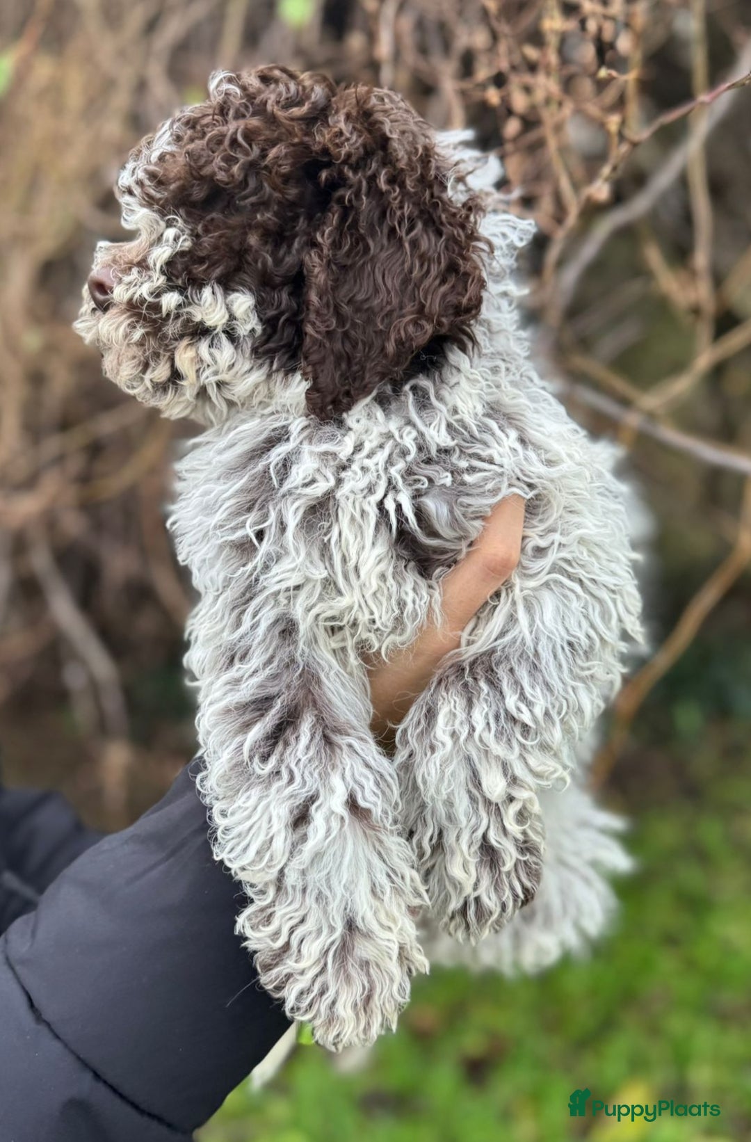 Lagotto Romagnolo honden te koop: Lagotto Romagnolo pups - Advertentie 10