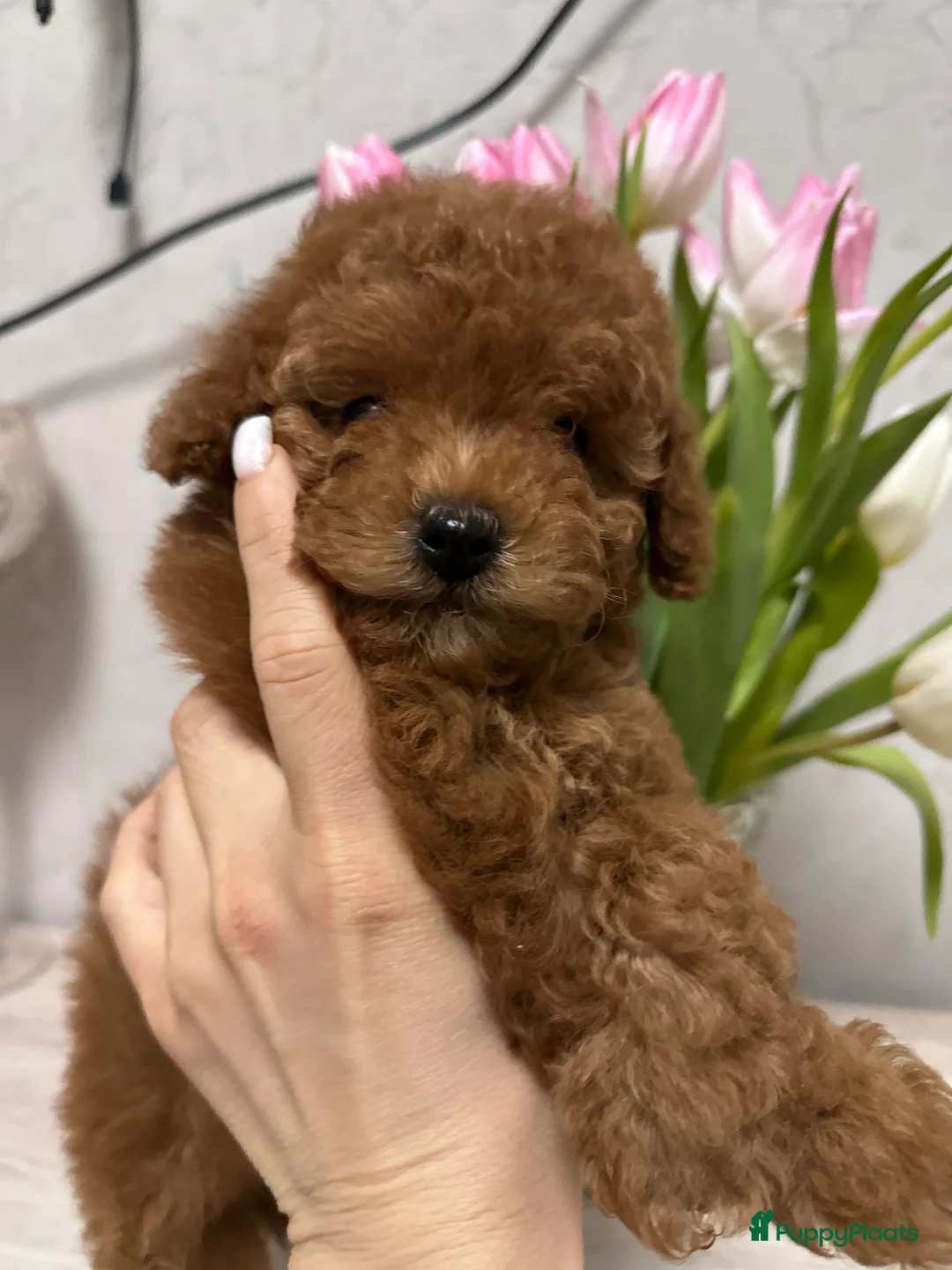 Poedel Toy honden te koop: Schattige Toy Poedel puppy’s in rode (red) kleur - Advertentie 4