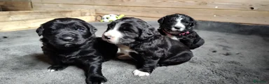 Kruising Puppy 1