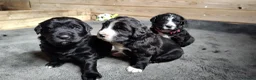 Kruising honden te koop: Mooie pups Berner kruising wetterhoun  - Advertentie 11